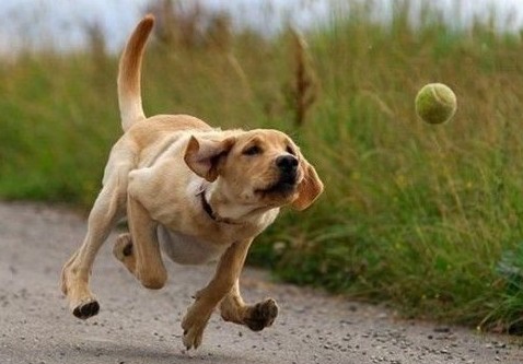 How-to-Train-a-Dog-to-Fetch