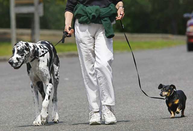 Bid Dog and Little Dog